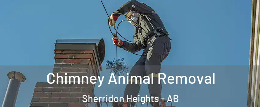  Chimney Animal Removal Sherridon Heights - AB