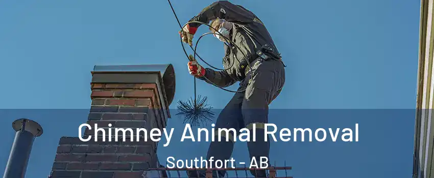  Chimney Animal Removal Southfort - AB